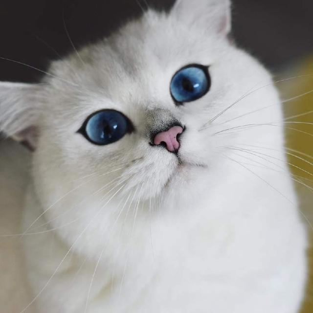 再漂亮的美瞳也比不上猫咪的眼睛,就像一对晶莹剔透的天然宝石