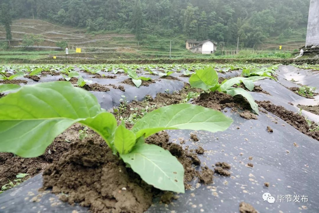 金沙县平坝镇:4000亩烤烟变身"黄金叶"_种植