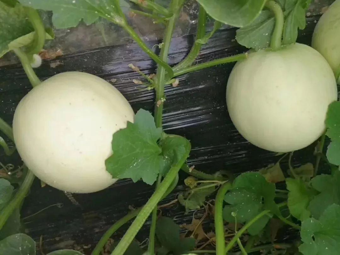 鲜货| 绵滑有奶香,这枚瓜吃过才知有多妙!