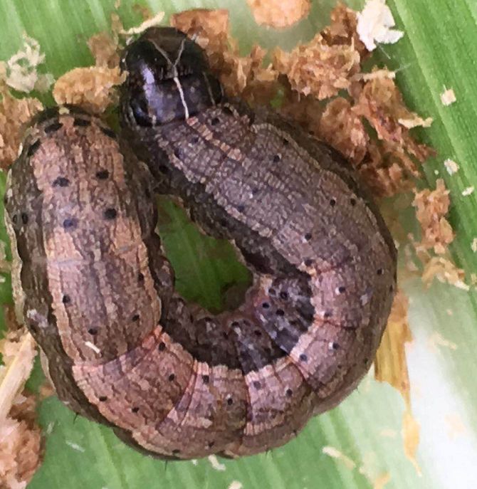 它就是 草地贪夜蛾