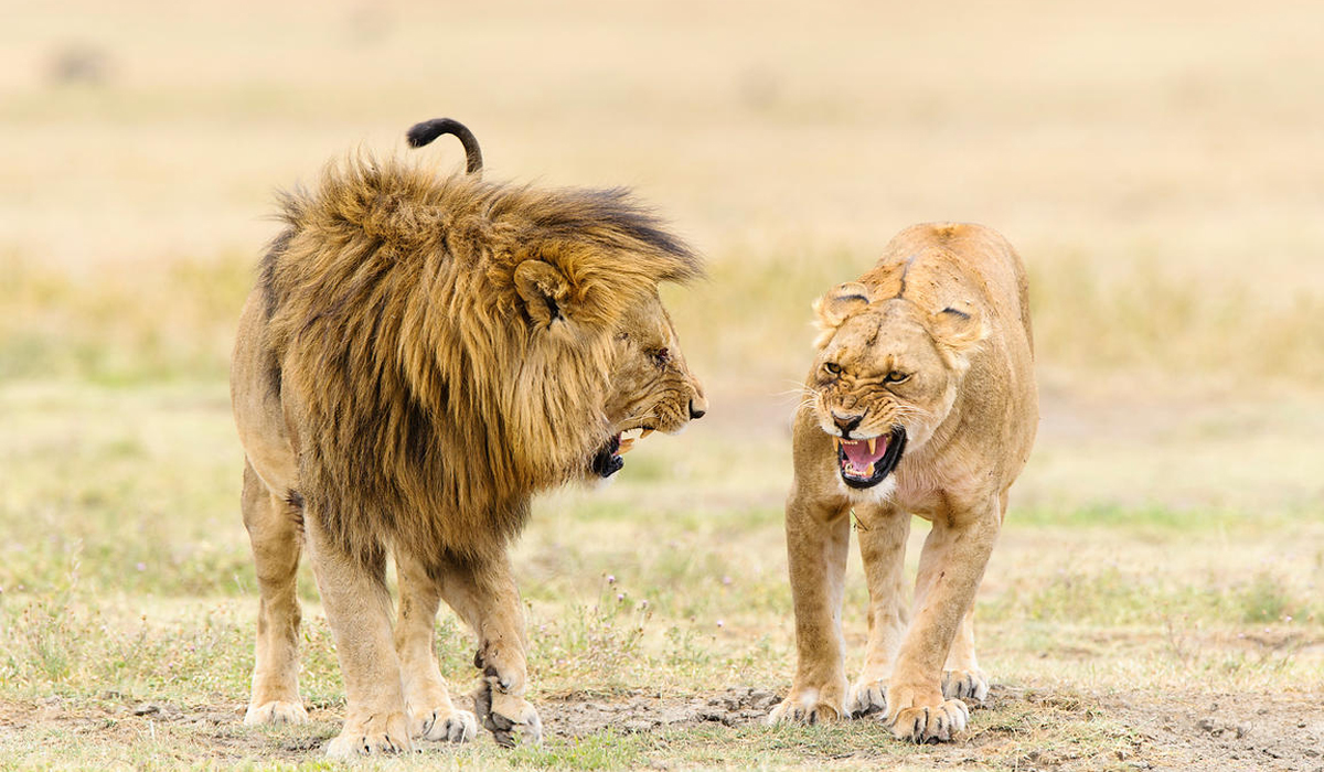 在现存6个狮子亚种里面,有哪些战斗力是在孟加拉虎之上的?_克鲁格