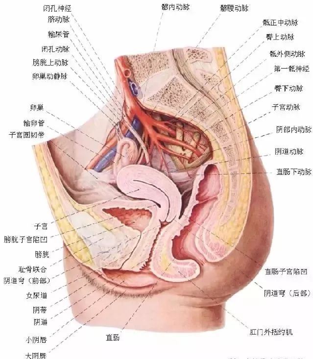 女性生殖系統的控訴字字讓人心酸