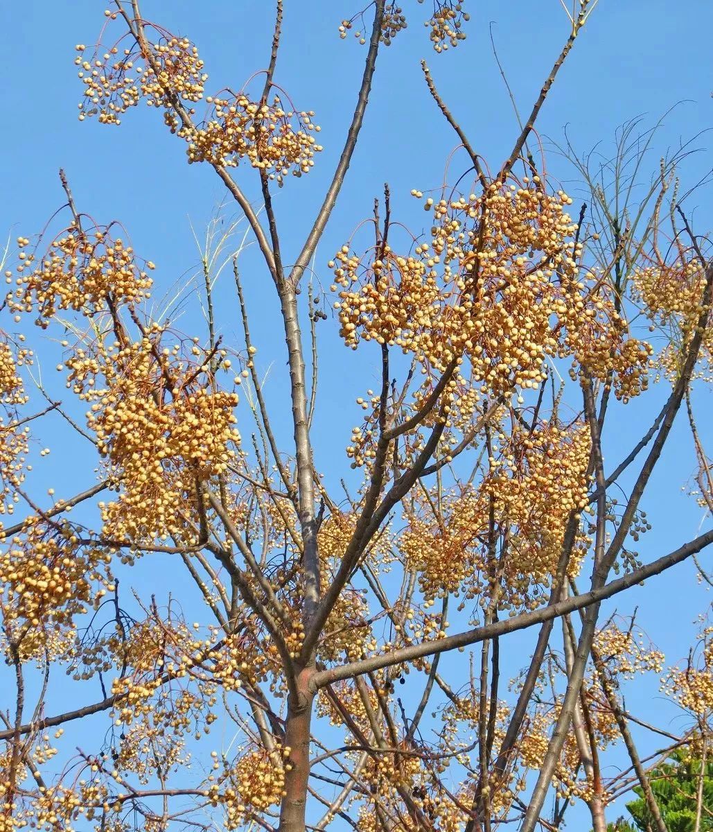 知识课堂楝花开后风光好梅子黄时雨意浓