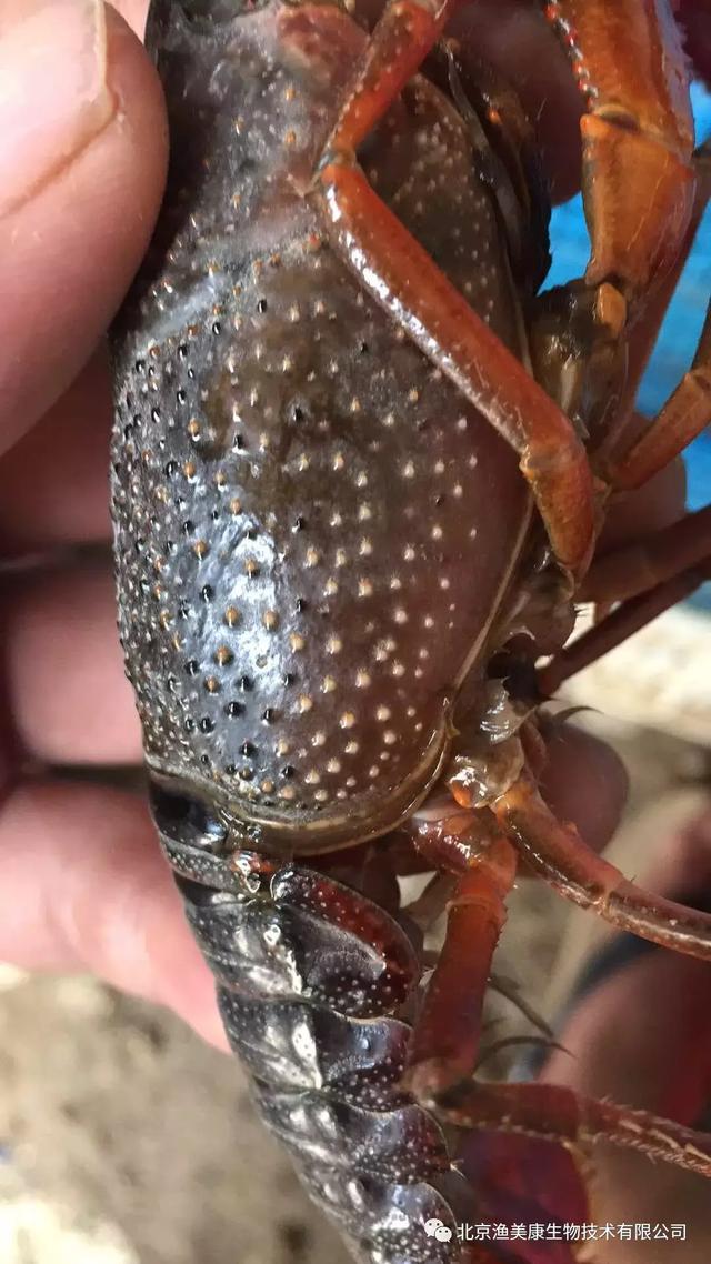 一般小龙虾有"5月瘟"(各种病症的并发期:弧菌,白斑综合症,肝肠坏死等)