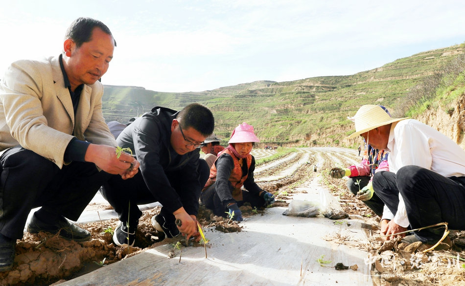 【三年决战奔小康】张家川:深度贫困乡镇"内外兼修"抓脱贫促振兴