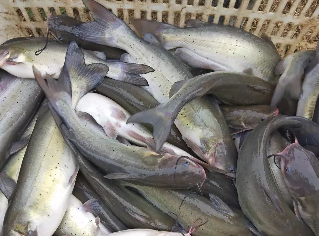 斑点叉尾鮰早期的发展阶段,主要是依靠出口欧美为主,那时候的价格变动