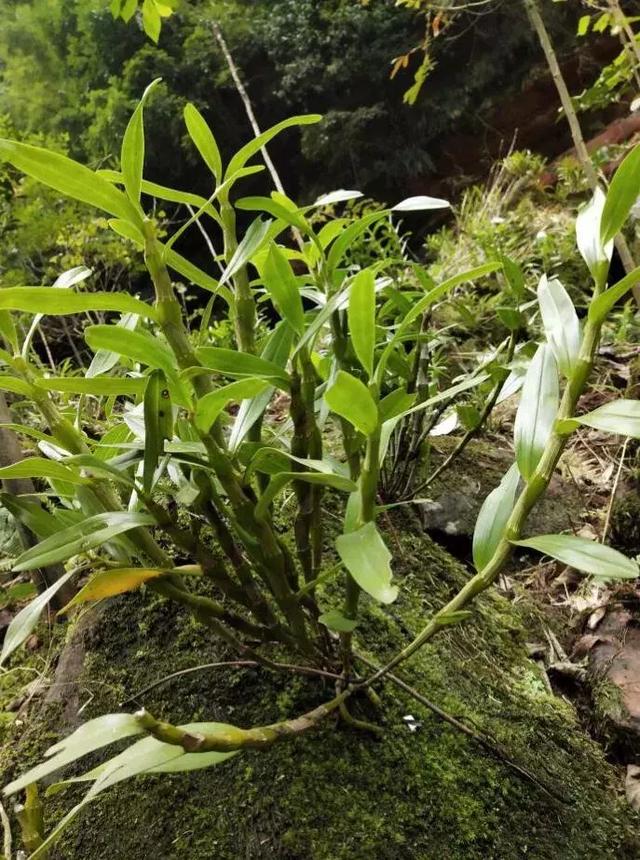 合江三绝之金钗石斛