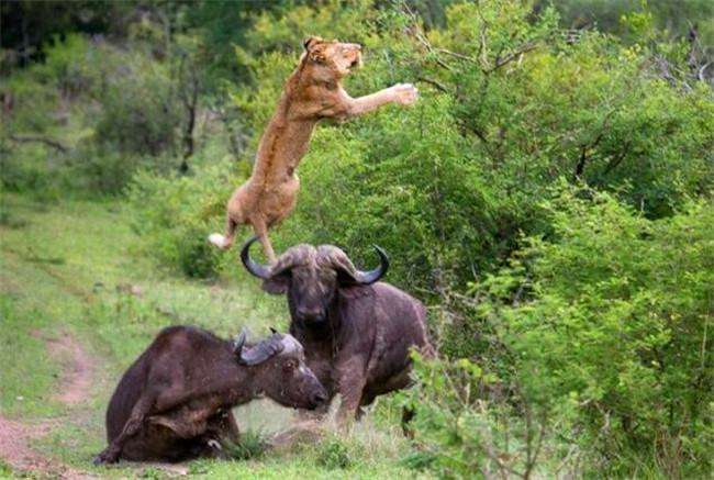 野牛惨遭狮子追着掏肛, 绝望时牛兄一招空中转体720秒杀狮子