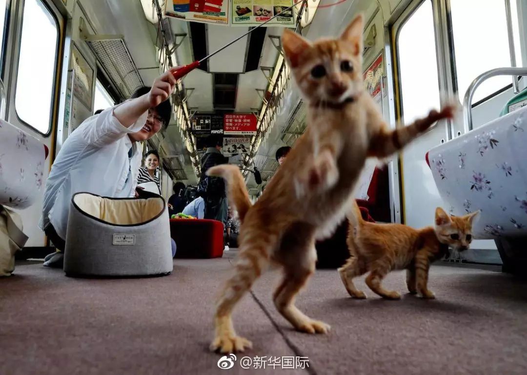 一票难求日本猫咪列车走红网络网友表示羡慕哭了