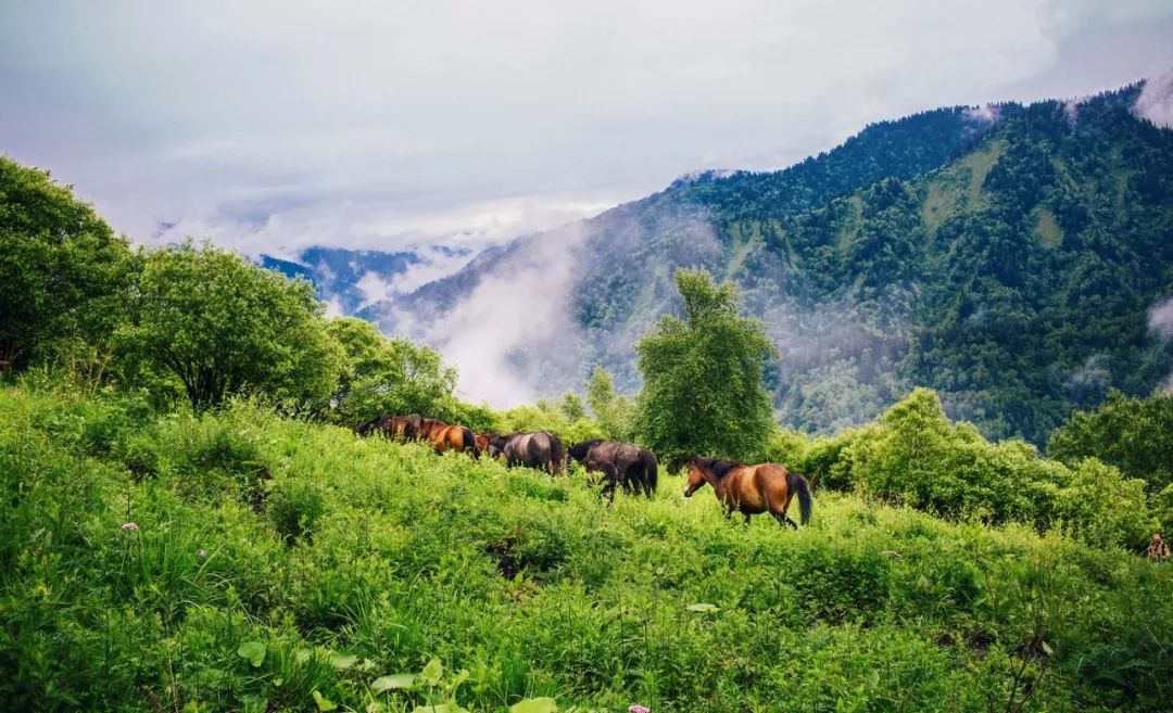 初夏出游季探索森林秘境寻觅奇花异草