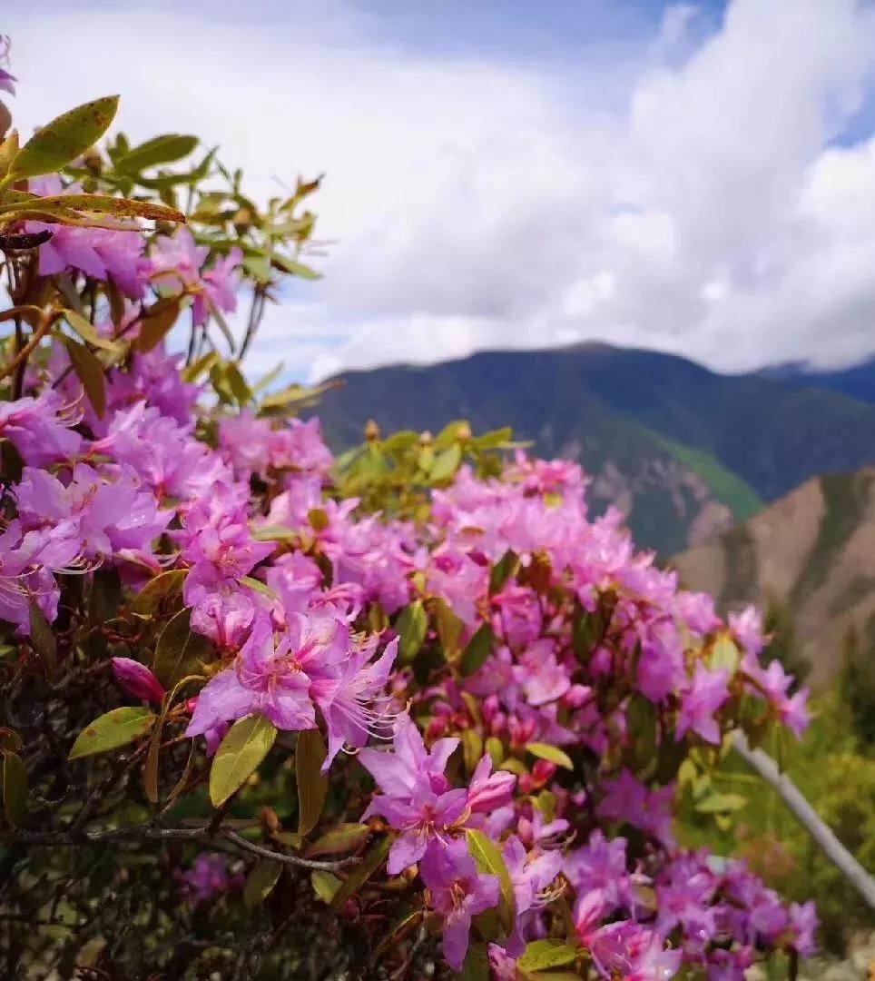 山花烂漫季节图片