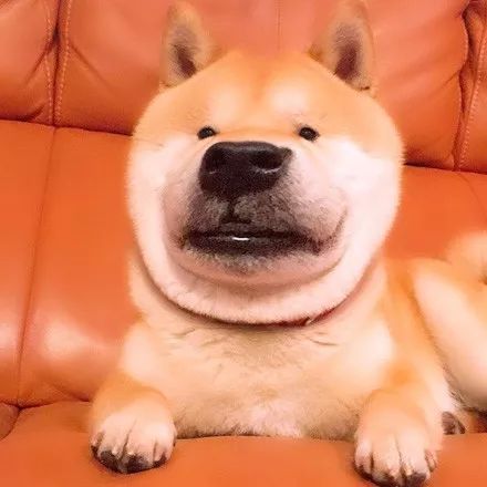 主人用美颜特效给柴犬拍照,每一张都戳中笑点,尤其是最后一张!