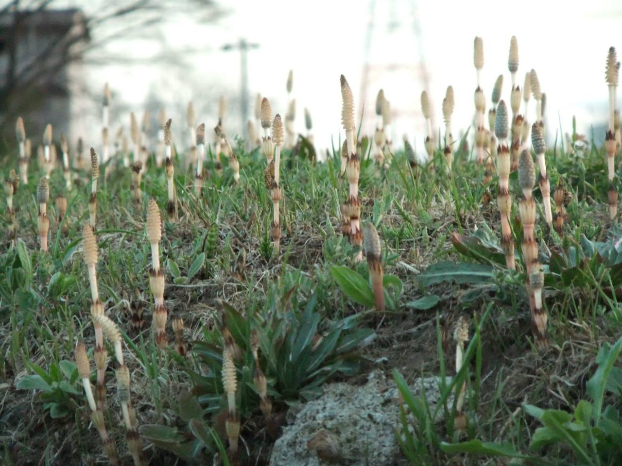 这种野草能吸取黄金,为何农民们都不喜欢?_问荆