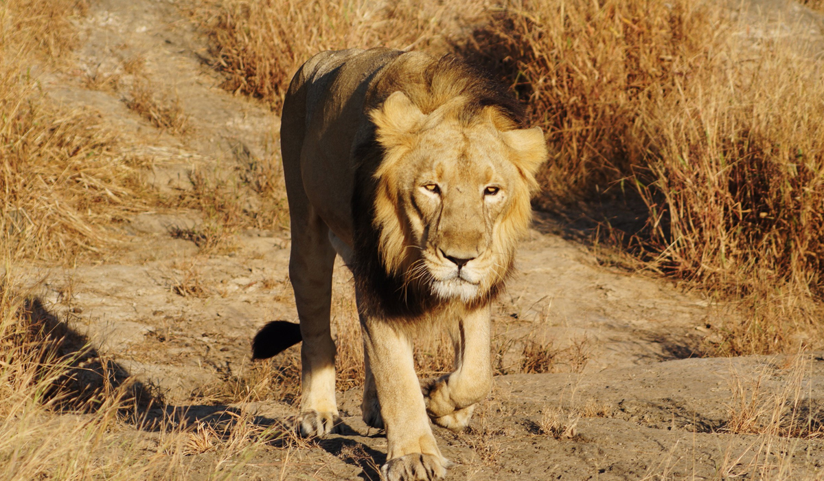 世界上有哪些猛兽战斗力是堪比老虎甚至超过老虎的