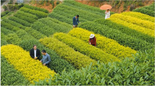 浮梁县茶业局 江西淞晨1966茶文化园申报单位:日照淞晨茶业工贸有限