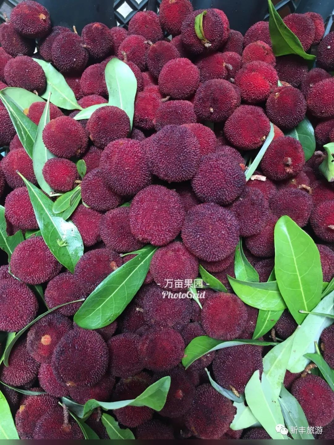 梅你不行东魁杨梅成熟季邀您品尝