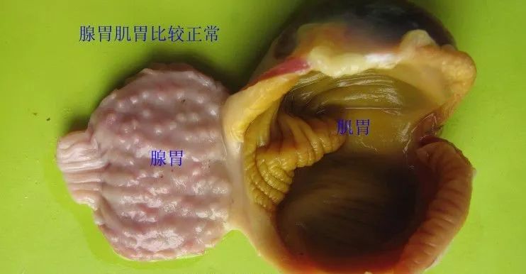 图21,腺胃及乳头的病变提示的疾病脾周围包裹一层纤维素性渗出物提示