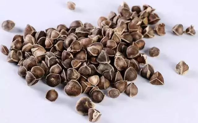 她肠道一直不好但是吃辣木籽25天居然出现了这样的情况