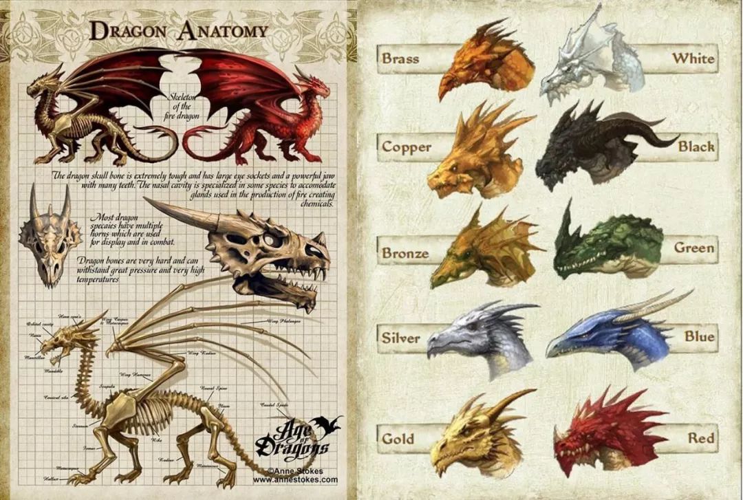 确实,想要美好的皮囊就先要理解皮囊下的结构.