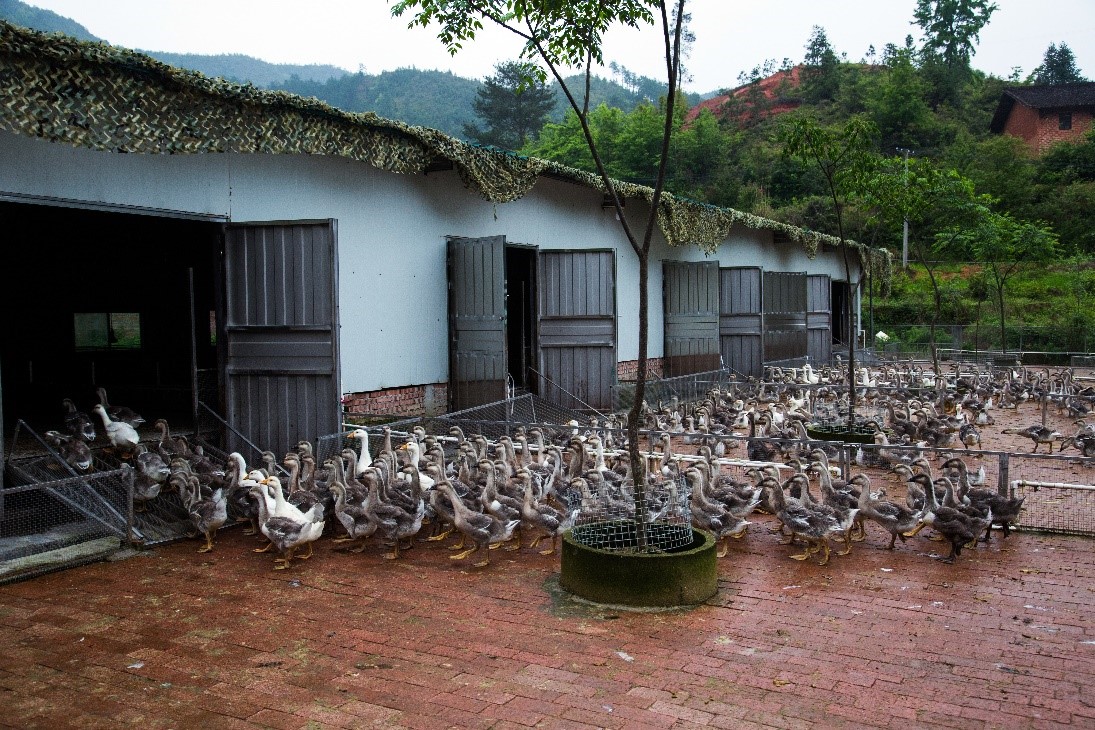 灰鹅养殖基地