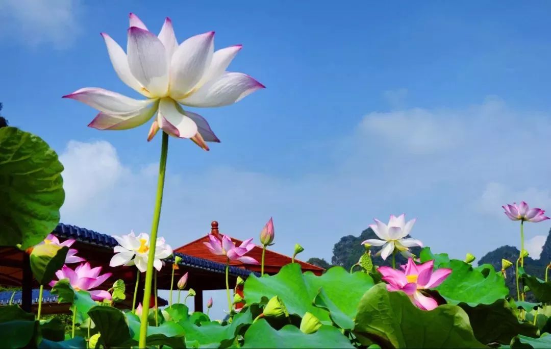 蓝天下延绵起伏的峰林,与成片的荷花海交相辉映,更多了几分夏日生机
