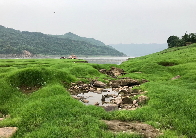 木洞不只有格桑花,江心岛草甸适合拍照,撒欢_中坝村