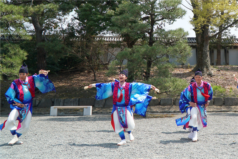 原创日本:京都,二条城热烈奔放之樱花"夜来舞"