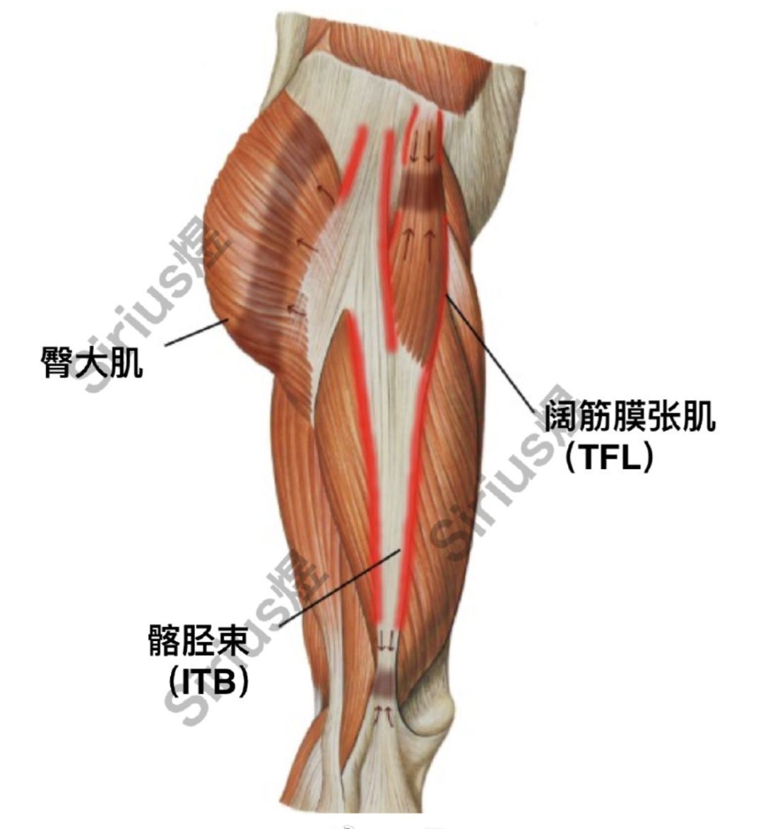 髂胫束和阔筋膜张肌图片