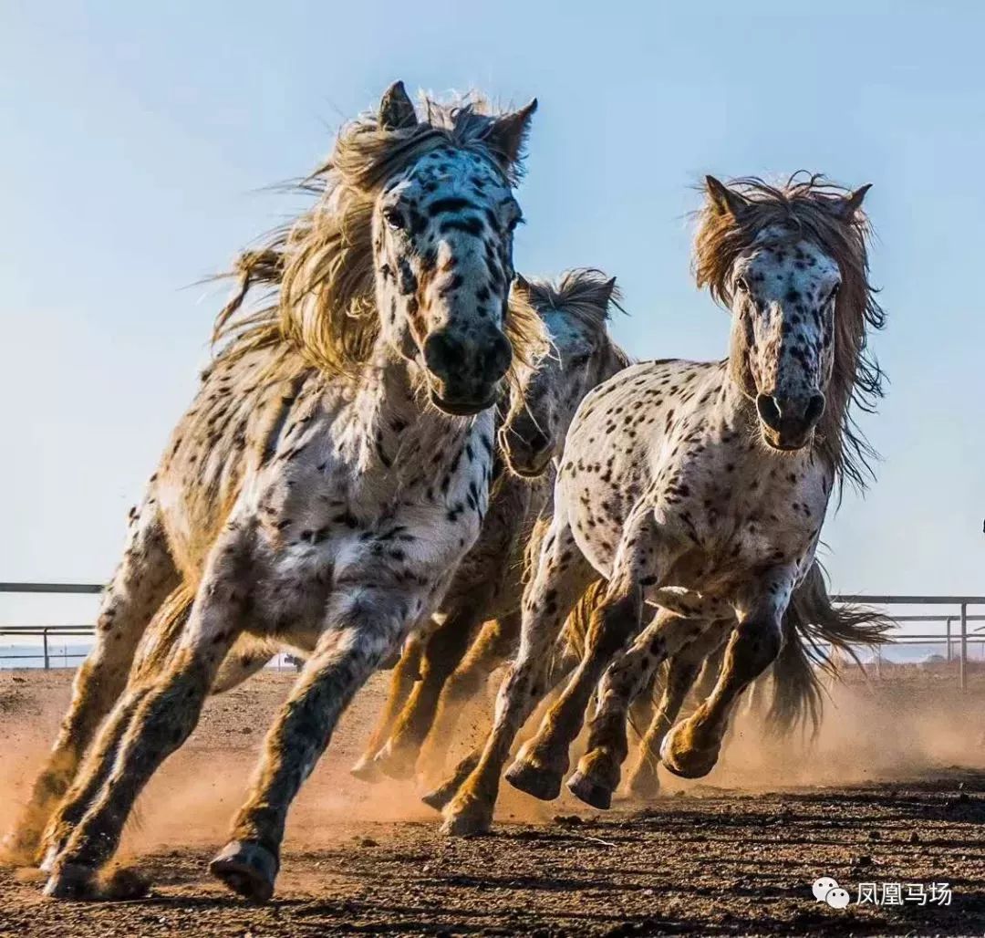 草原日出,日出马群,八骏图(白马,豹花马,黑白花马,黄骠马,海骝马)