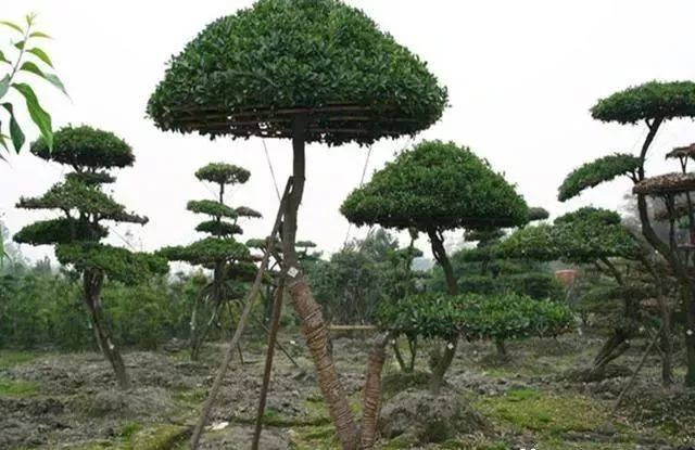 造型苗木