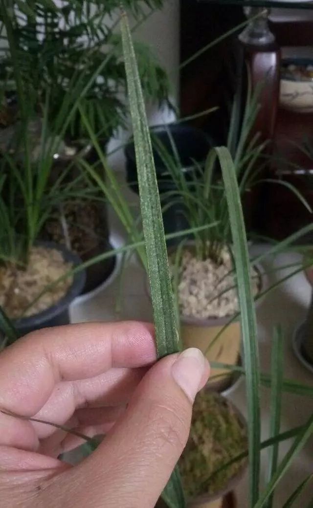 图为红蜘蛛危害过的兰花叶片