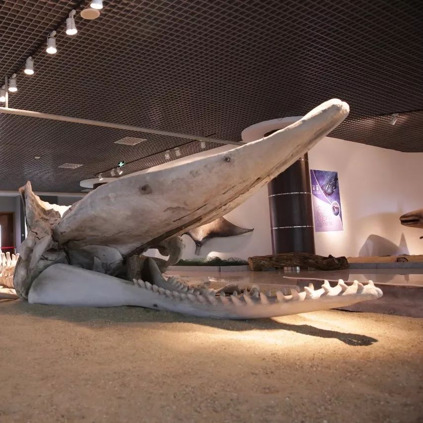 一条游街穿墙的大鱼丨集大3吨抹香鲸真皮形态标本搬家全程实拍