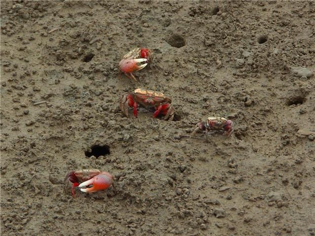 澳门这么小也有生物多样性