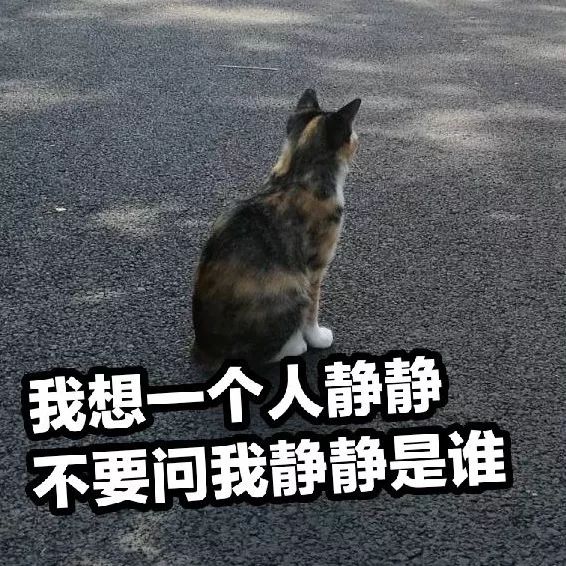 前方高能一大波動物表情包企圖刷屏你的票圈