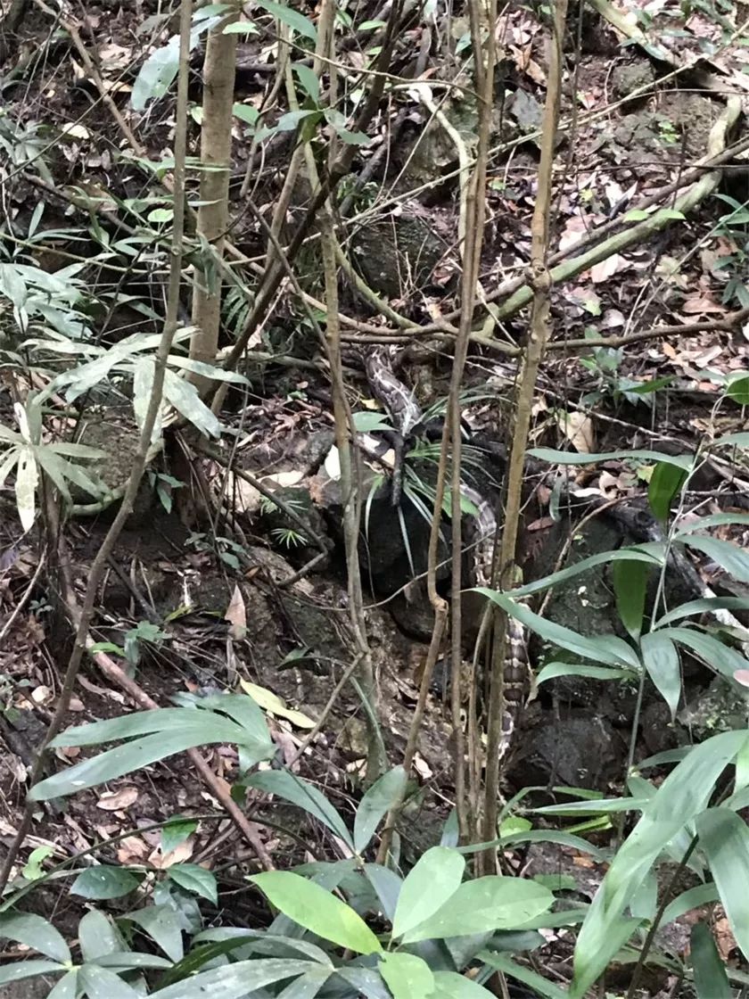 我县又放生一条大蟒蛇