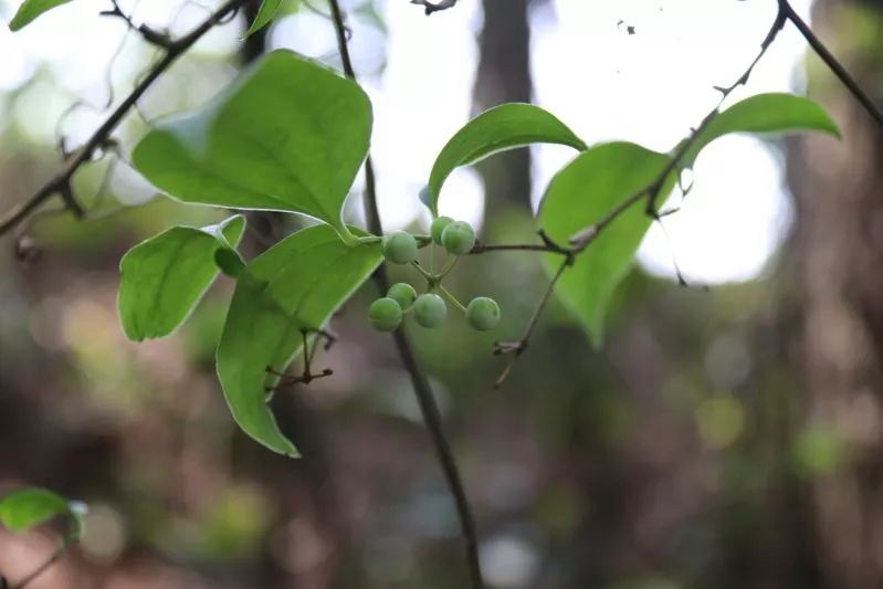 小果菝葜絡石豆腐柴樟樹海桐針筒菜漆姑草垂序商陸(文 羅春霞)(編審