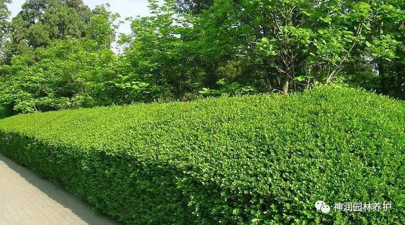 园林病害预警5月黄杨枯萎病来袭