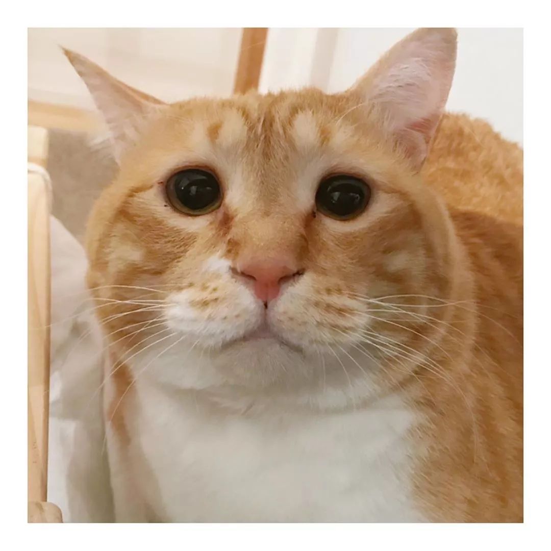 日本网红橘猫教你如何丧对生活,来一起干了这碗毒鸡汤