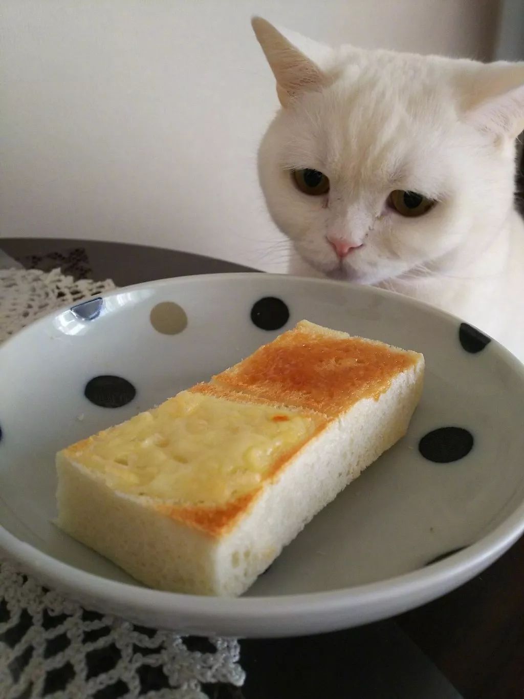 一只地地道道的小馋猫,眼神都直了!