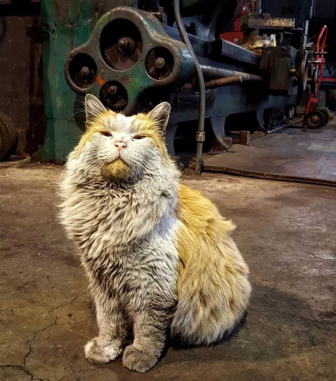 这只脏猫居然是「车站之王」,万人不远千里赶来,就为见它一眼!