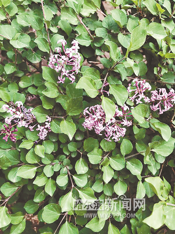 快到这些地方看看蓝丁香长啥样