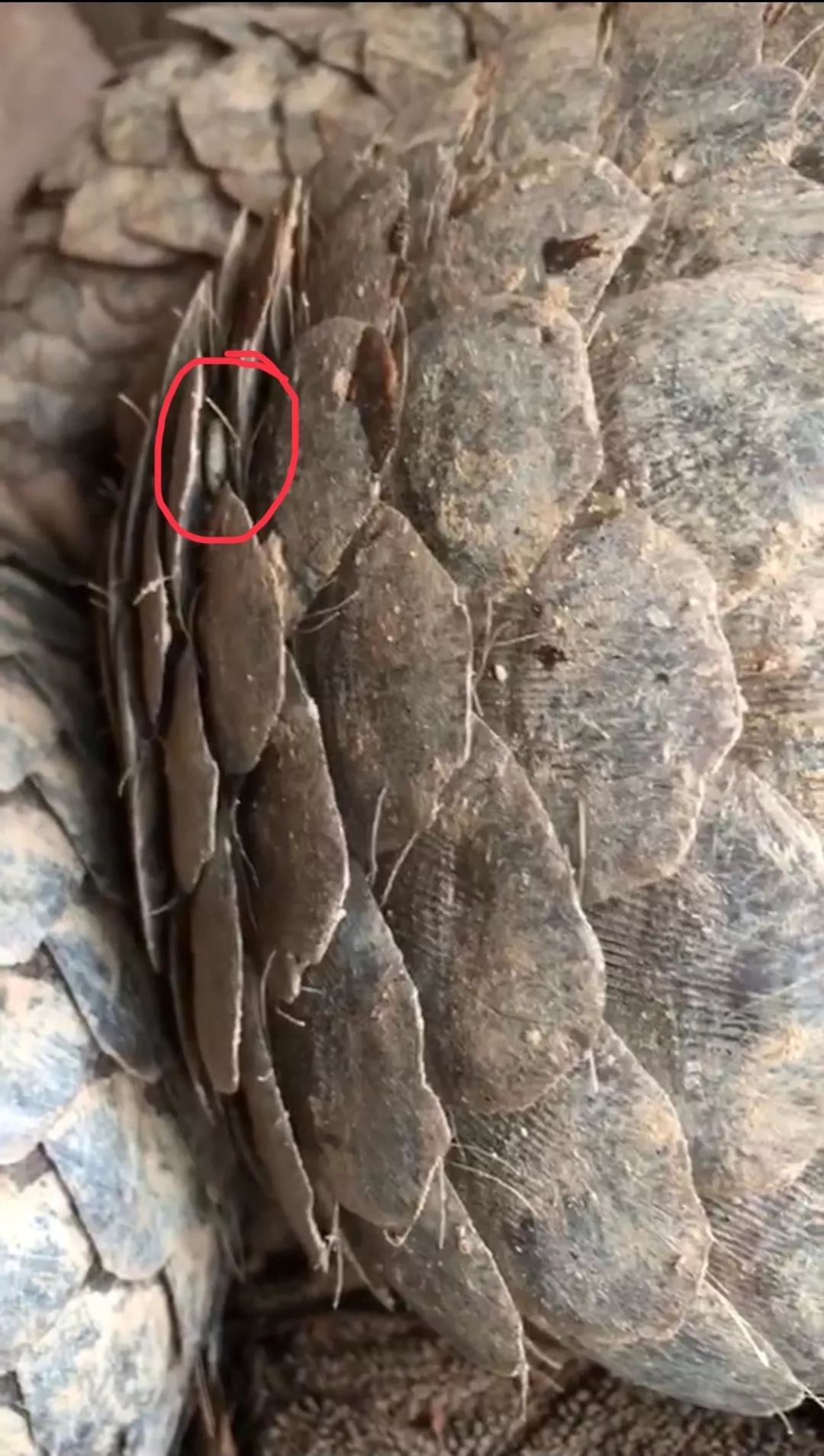 嗜睡身上又现大豆般蜱虫绿会穿山甲救护康复野化中心一线播报