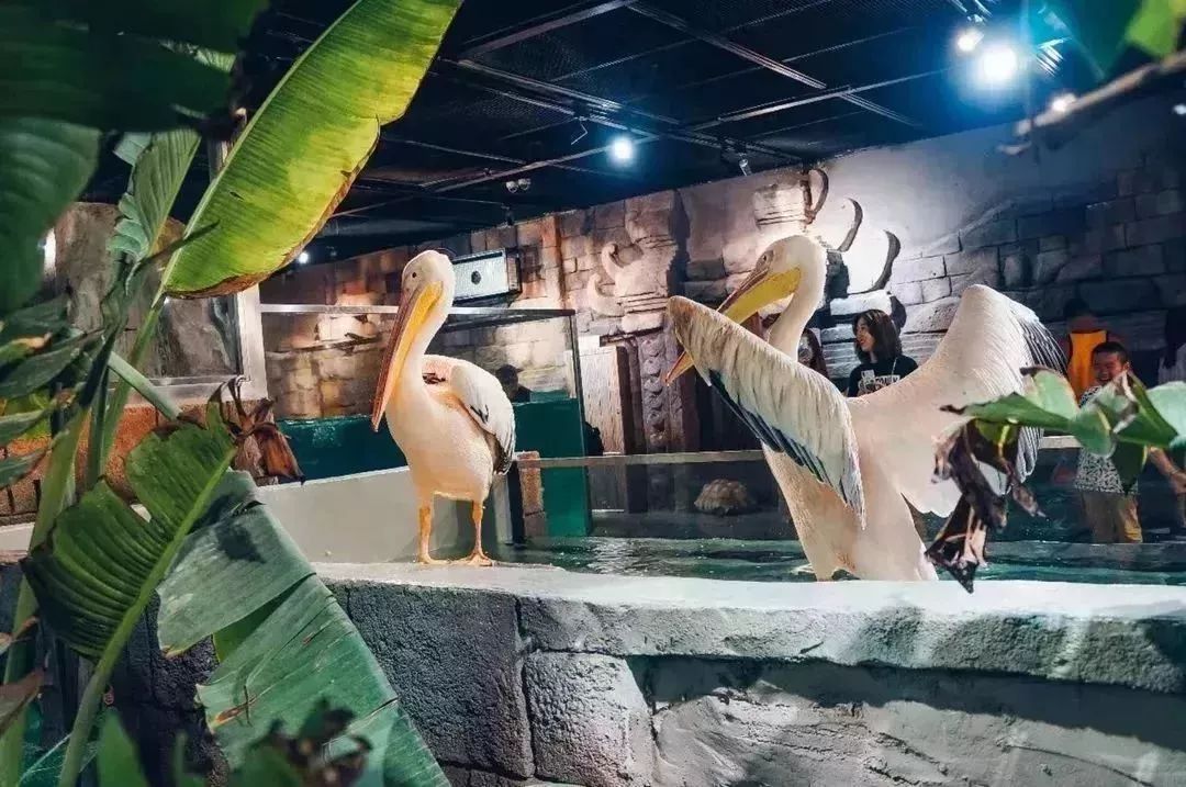 仅需599元畅玩青岛6000㎡室内动物园3000海陆空动物都在这