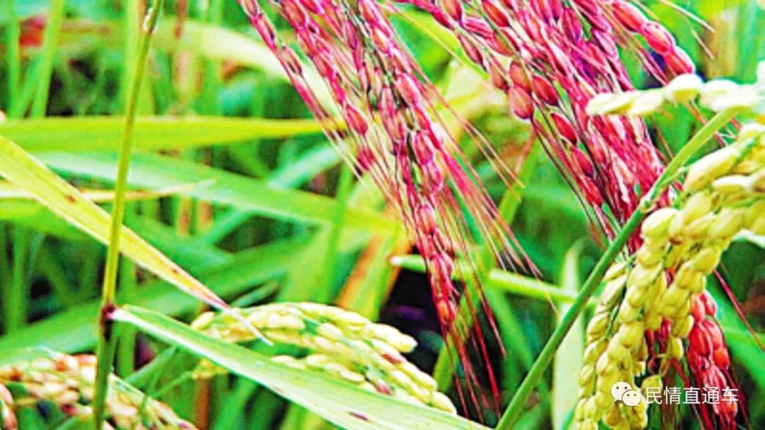 彩色水稻种子大全图片