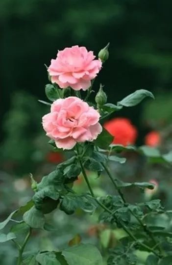 月季花开四时春