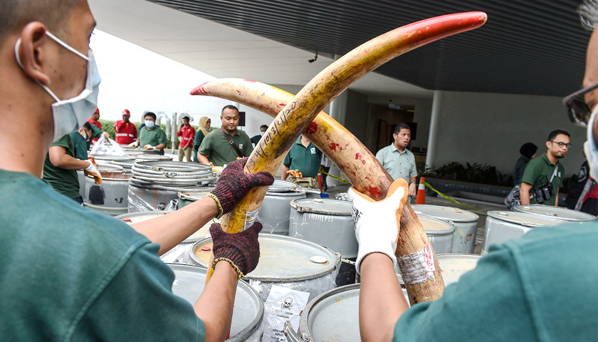 不光卖大象,非洲三国还想恢复象牙交易缓解经济压力