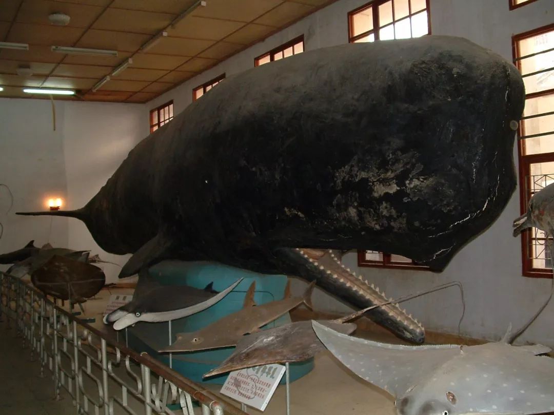 抹香鲸标本图片