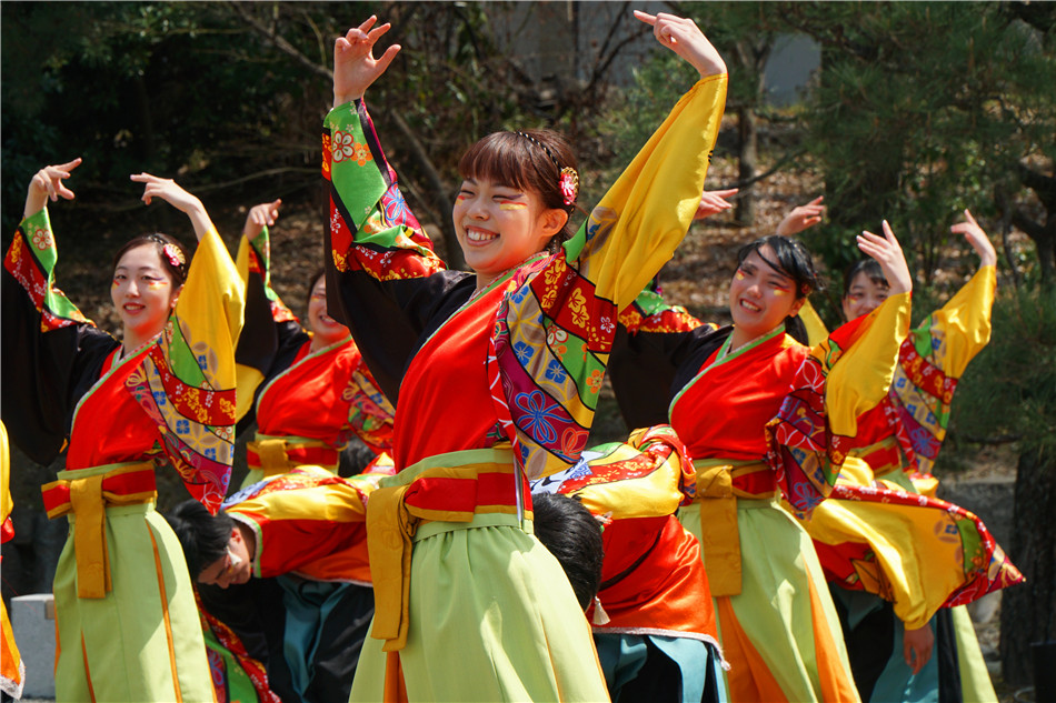 原创日本:京都,二条城热烈奔放之樱花"夜来舞"