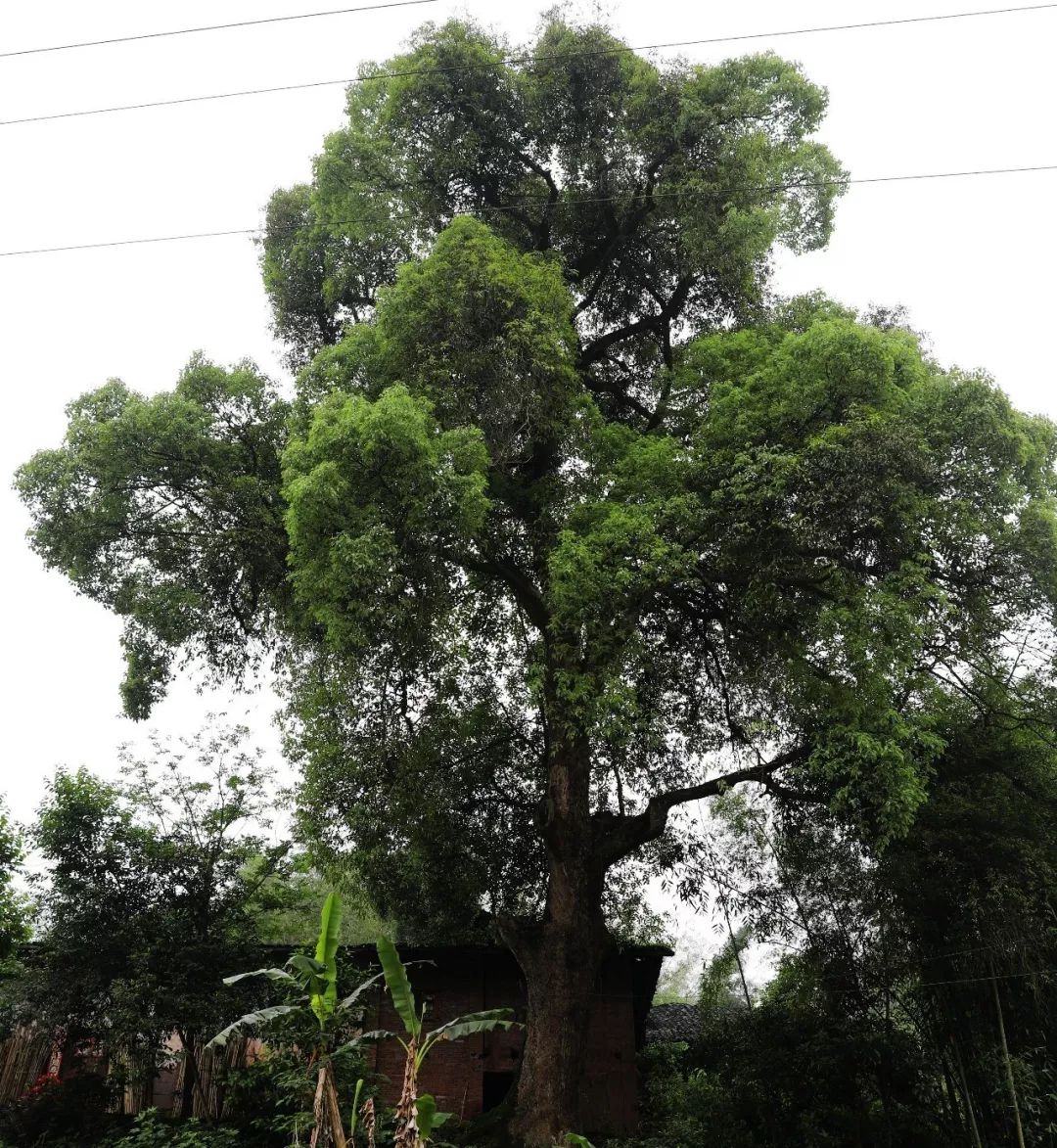 村上老人说有数百年以上的树龄,是黄氏入川始祖插占落户时种的.