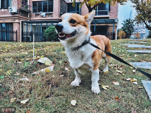 遛柯基犬的5种错误方式,尤其是第五种,还不如不养